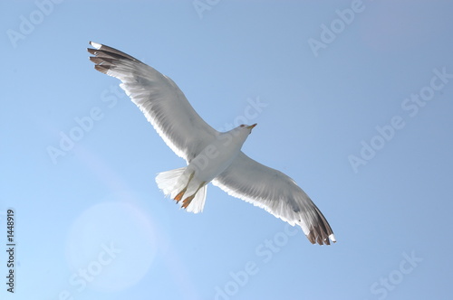 möwe