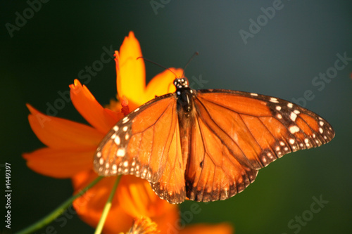 butterfly at sunset