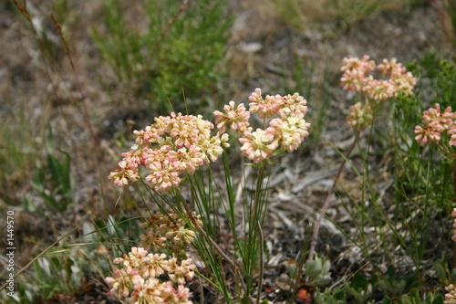 wild flowers