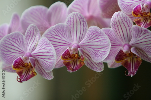 orquideas susurrantes photo