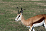 female thompson gazelle