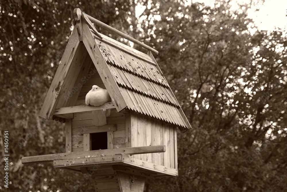 Fototapeta premium pigeon home