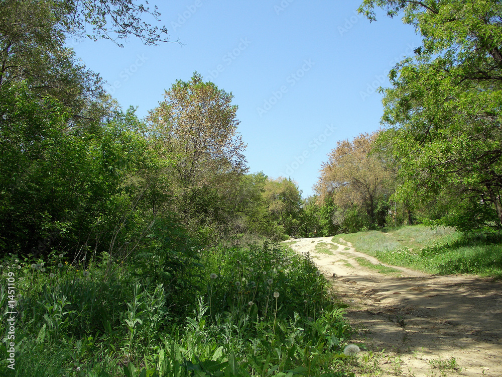 Fototapeta premium path