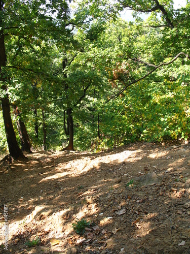 forest