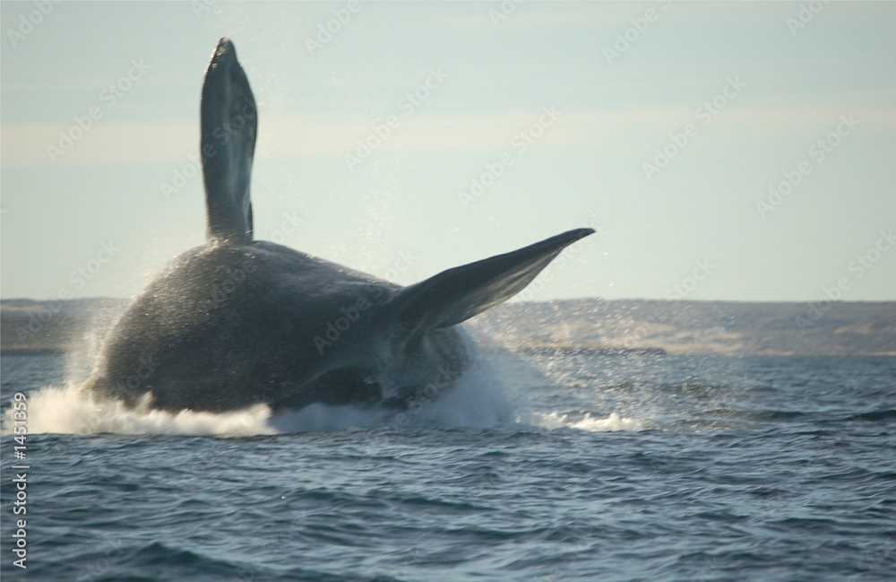 Fototapeta premium wal springt im südatlantik
