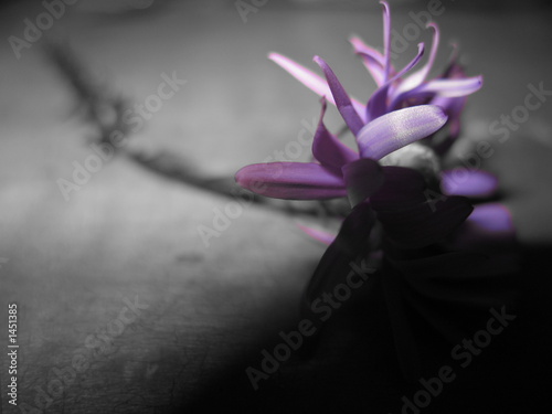 just a flower finally