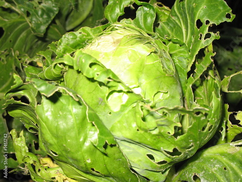 cabbage