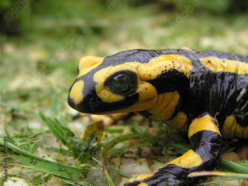 Fotografia 0570-salamandre (gros plan)