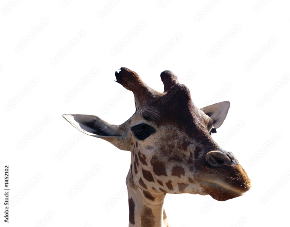 giraffe close-up white isolated giraffe close-up white isolated
