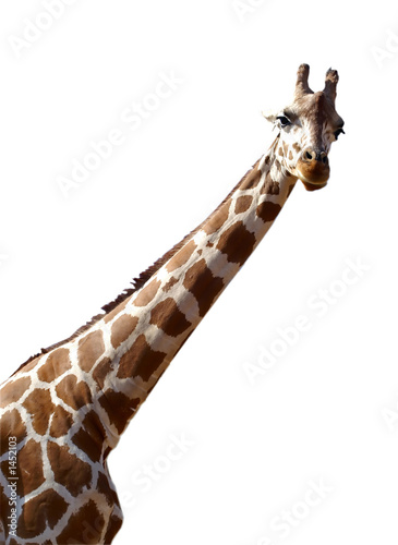 giraffe isolated on white background
