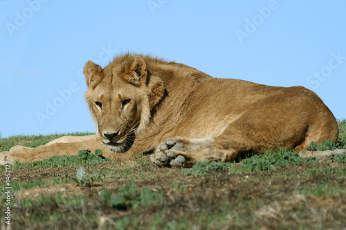 lying lion