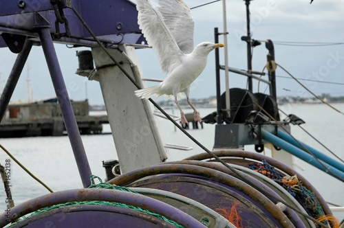 mouette