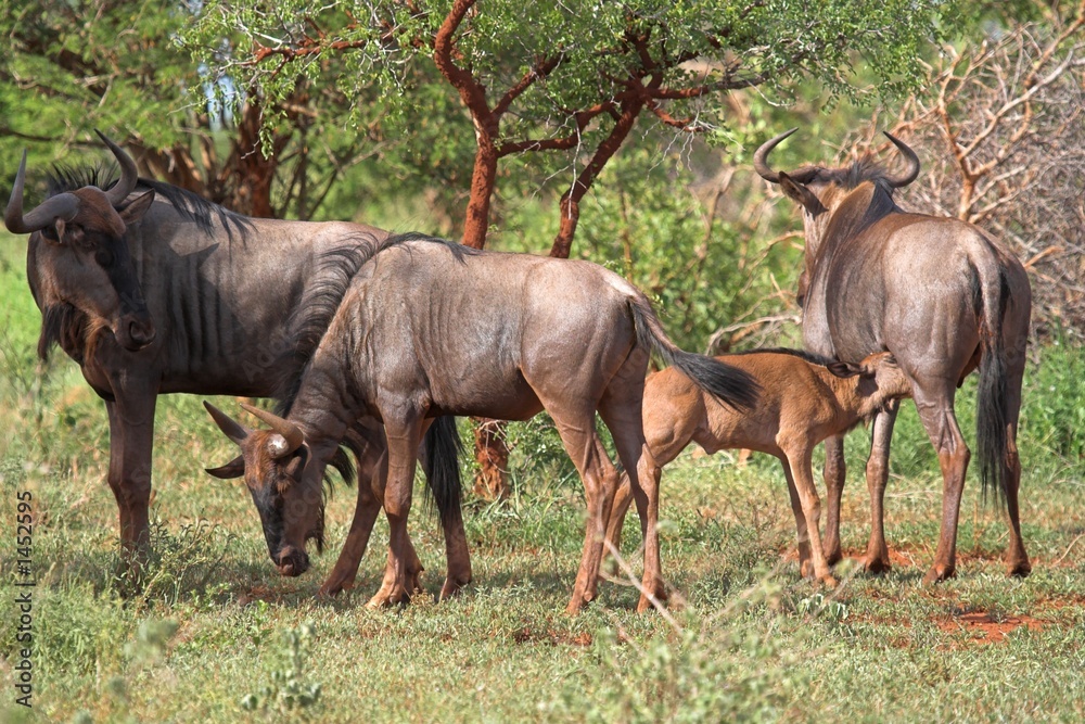 blue wildebeest