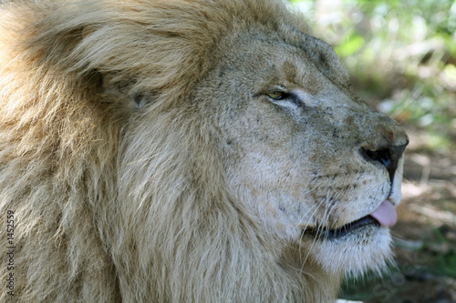 lion apathy photo