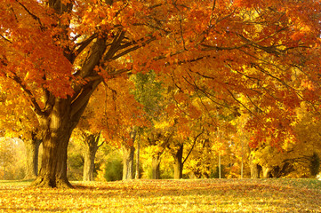 Wandcirkels Herfst Gouden herfsttafereel in bosrijk landschap  © John Keith