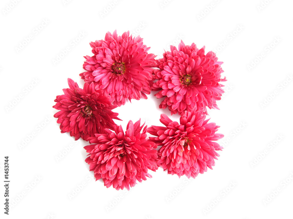 red flowers for decoration over white background red flowers for decoration over white background