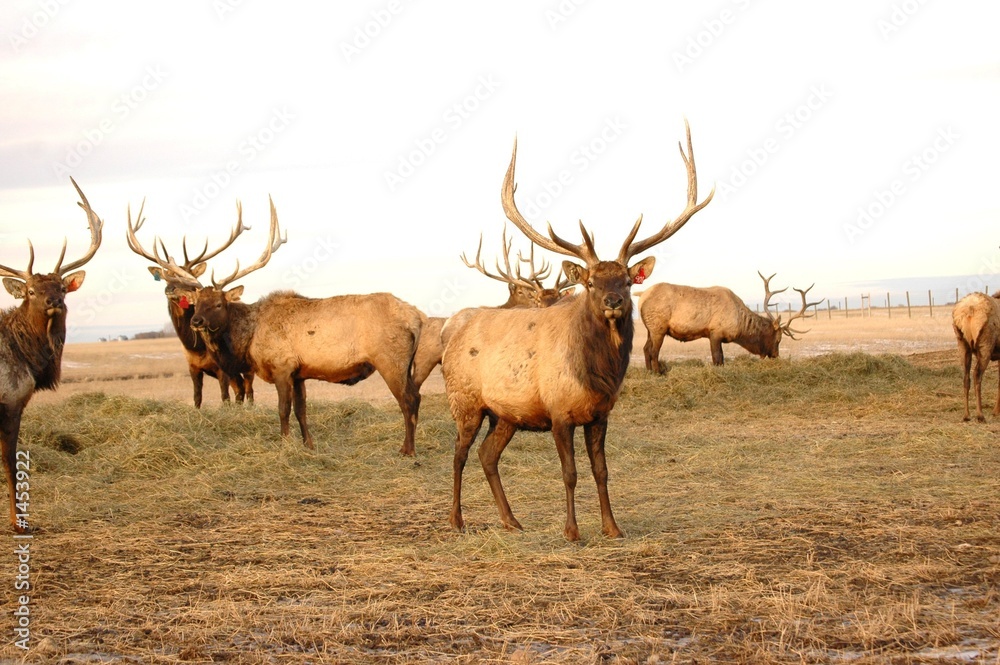 Obraz premium elk bucks