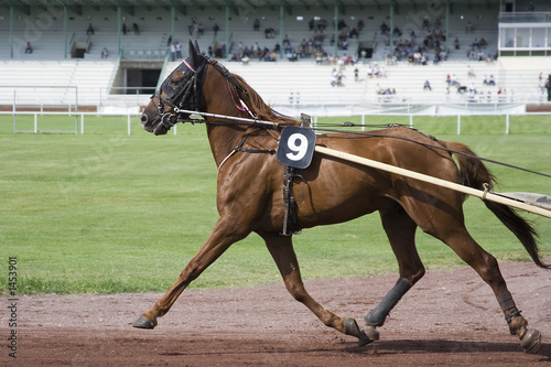 course de chevaux - trotteur © Olivier-Tuffé
