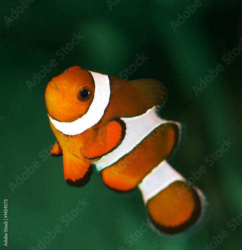 poisson clown orange et blanc