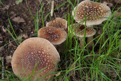 amanite rougissante - amanita rubescens