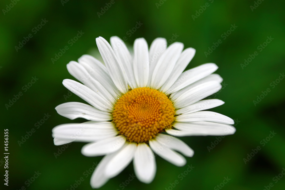 camomile camomile