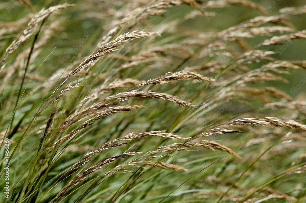 herbe au soleil herbe au soleil