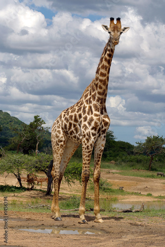 giraffe