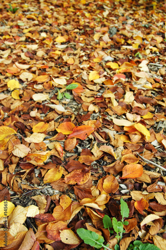 autumn leaves autumn leaves