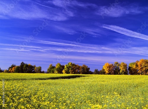 yellow on blue