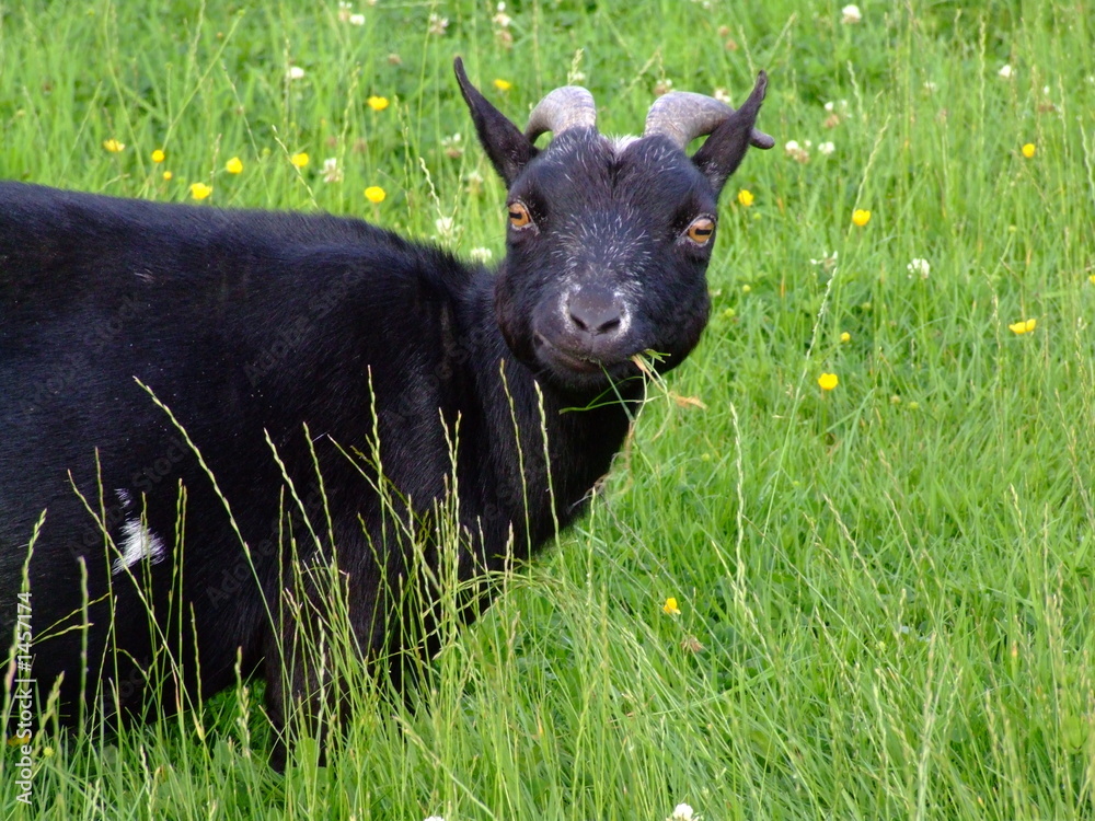 a black goat