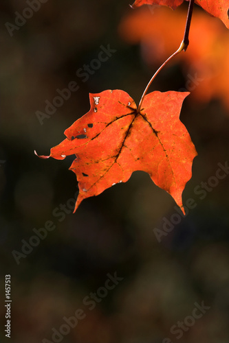red maple