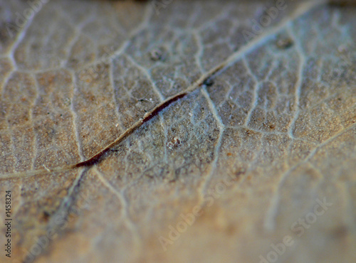 nervure de feuille