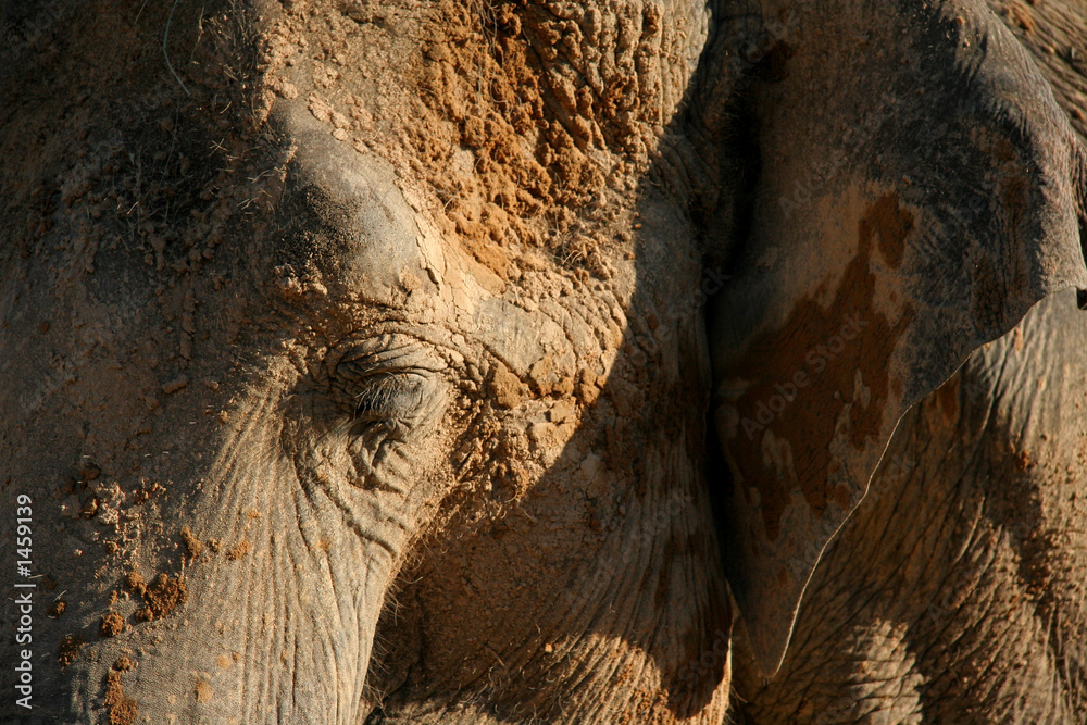 Obraz premium portrait elephant