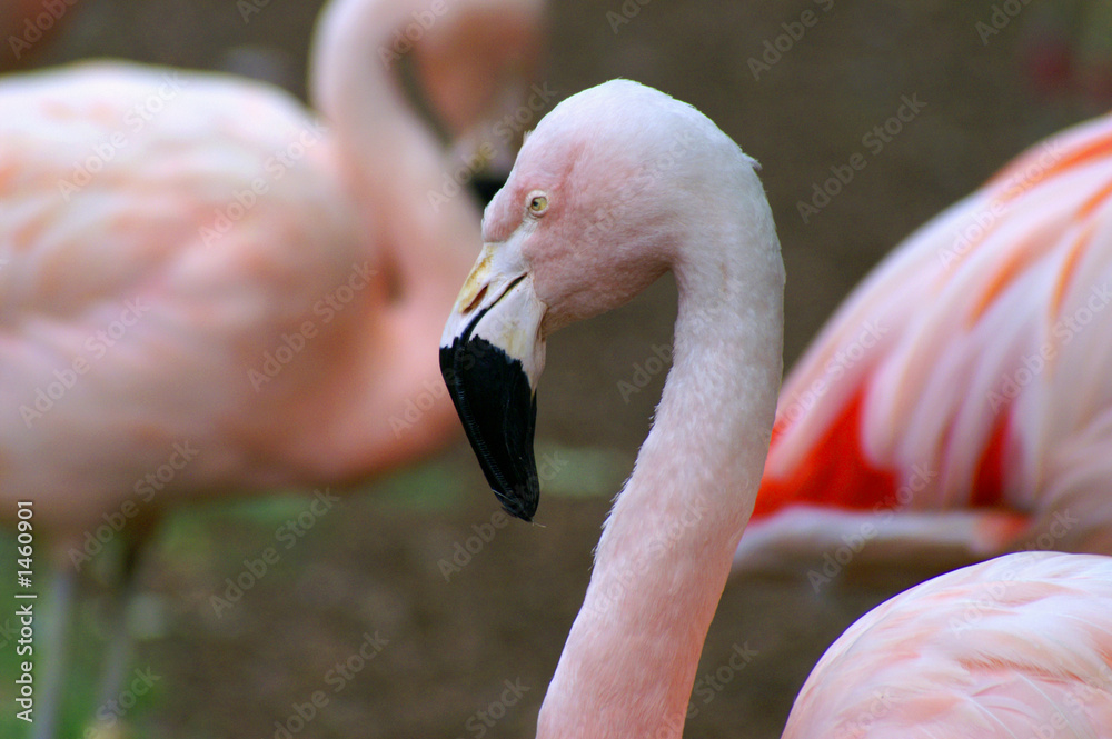 Fototapeta premium profile of a flamingo