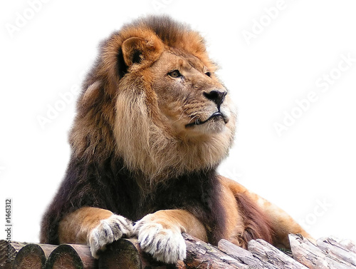 Fototapeta Naklejka Na Ścianę i Meble -  lion on beams isolated