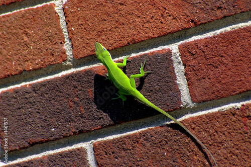 green lizard