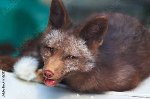 red fox