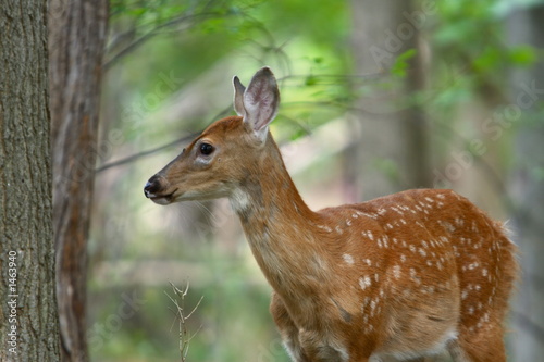 summer fawn 6