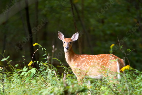 summer fawn 7