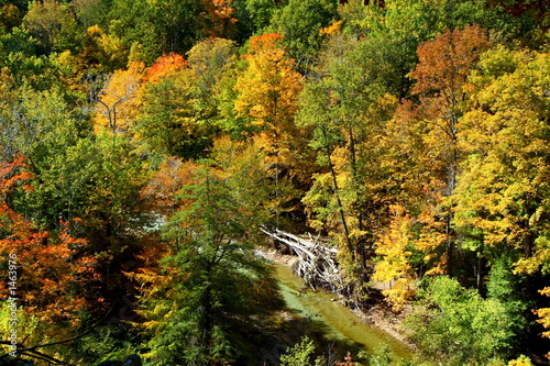 autumn ravine
