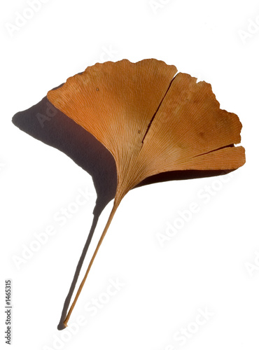 ginkgo biloba