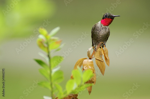 ruby throated hummingbird