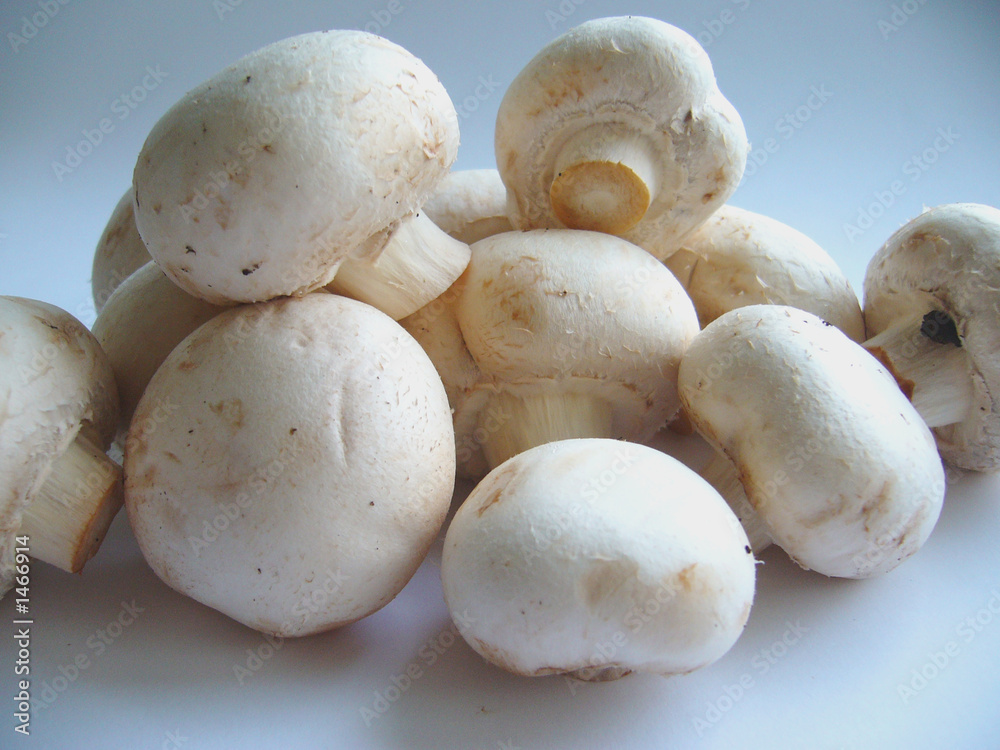 champignon champignon