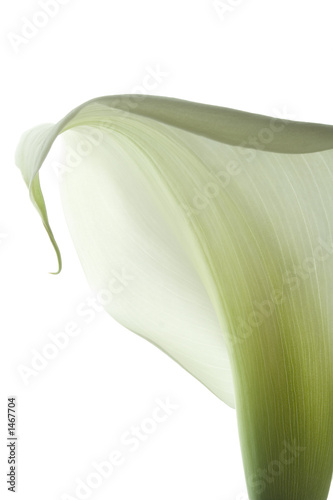 Fotobehang calla lily 22