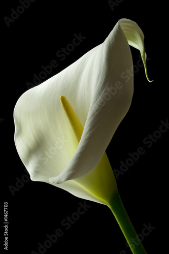 Leinwanddruck Bild - David MacFarlane : calla lily 23