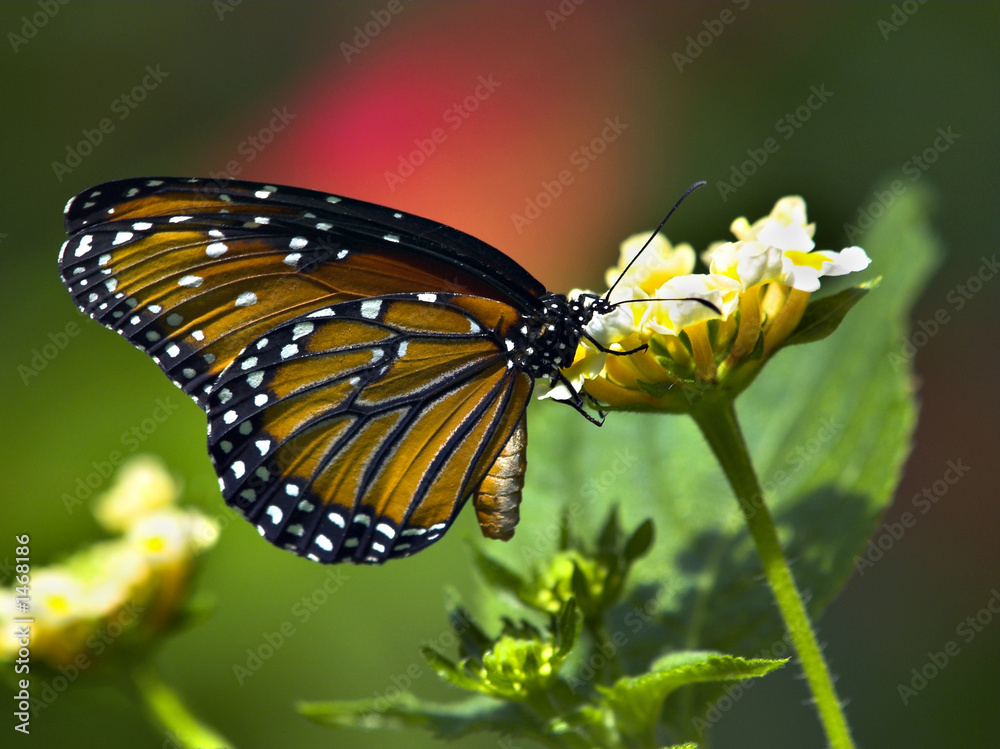 Obraz premium butterfly