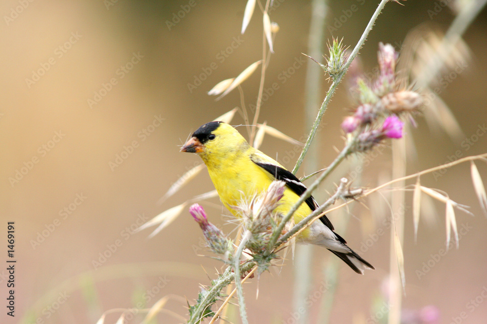 Obraz premium american goldfinch
