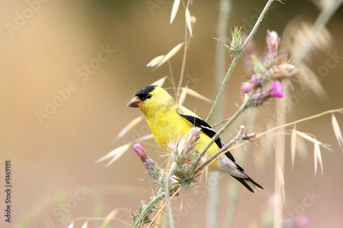 Leinwand Poster american goldfinch