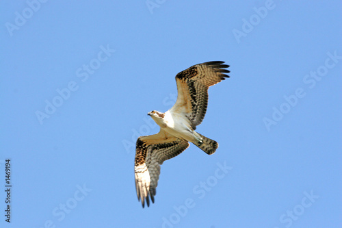 osprey in flight photo