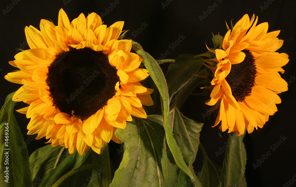 Obraz premium sunflower 5
